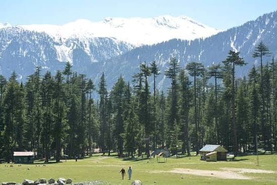 Ushu Forest — towering deodar pine forest with quiet walking trails near Kalam